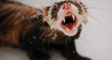 Čím jsou fretky nemocné a jak je léčit?